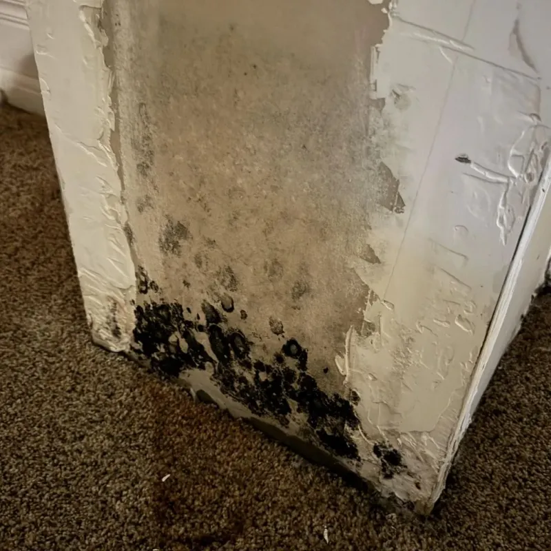 Professional Mold Removal in Sweeny, TX